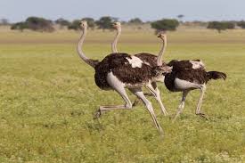 Sep 06, 2020 · the ostrich is known as the world's largest bird, but it can't fly. How Fast Can An Ostrich Run Video Restova