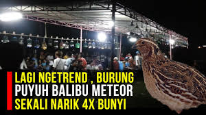 Lagi Ngetrend Burung Puyuh Balibu Meteor Sekali Narik 4x Bunyi Youtube