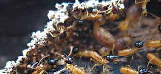 Our methods of removing unwanted visitors are safe, effective, and fast because. Fast Action Pest Control Fapc Karachi Pakistan Facebook