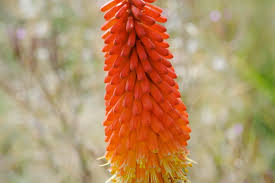 Image result for Kniphofia princeae