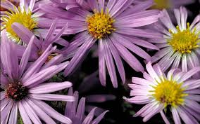 Tik tok has turned character types as colors into a trend so here's my take on it! Asters Color And Life In The Fall Garden Piedmont Master Gardeners