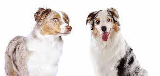 The miniature american shepherd, frequently abbreviated mas, is a small herding dog breed. American Shepherd Vs Australian Shepherd Go Little Or Go Large