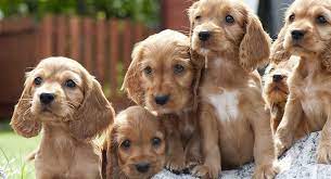 Cocker Spaniel Names Hundreds Of Great Ideas For Your Spaniel
