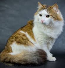 Having a kitten can mean different things to different people. Ragamuffin Kittens For Sale Adoptapet Com