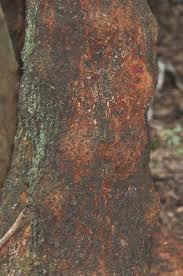 Image result for Searsia undulata