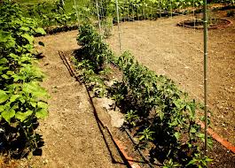 A string trellis for indeterminate tomatoes. The Indestructible Diy Tomato Trellis Caboose Spice Company