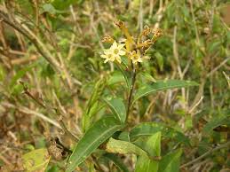 Image result for Cestrum parqui