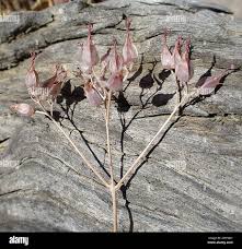 Image result for Kalanchoe rotundifolia