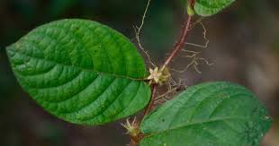 Image result for Sabicea