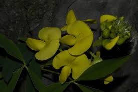 Image result for Crotalaria misella