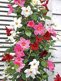 Maybe you would like to learn more about one of these? Dutch Gardens