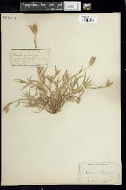 Image result for Eleusine kigeziensis