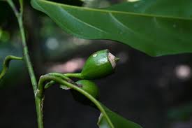 Image result for Strombosia