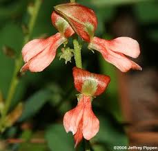Image result for Indigofera filipes