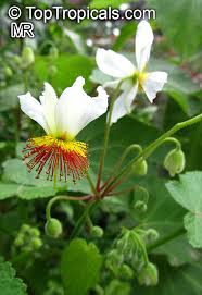 Image result for Sparrmannia