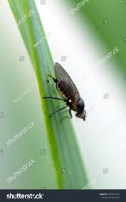 Image result for phytomyza gymnostoma