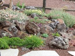 Volcanic Rocks Abound Here So They Are Naturals For The Landscape Outdoor Landscaping Rock Garden Plants