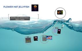 Use them in commercial designs under lifetime, perpetual & worldwide rights. Flower Hat Jellyfish By Emily Lochten