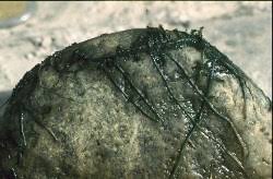 Image result for Tristicha trifaria