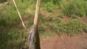 Check spelling or type a new query. Gar One Of The Oldest And Most Misunderstood Fish In Texas