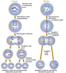 Cracking Groups Meiosis Mitosis Comparison Chart