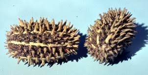 Image result for Cucumis kalahariensis