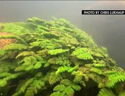 Image result for Hydrostachys polymorpha