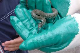 Ini biasanya ditafsirkan sebagai kehadiran musuh yang sangat berbahaya di. Arti Sebenarnya Mimpi Menangkap Ular Menurut Islam