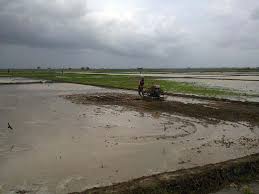 Aktiviti pertanian terutama tanaman padi adalah tanaman strategik bagi negara kerana ia menjamin sekuriti makanan negara disamping secara tradisinya golongan petani adalah golongan yang berpendapatan rendah. Ilmu Pesawah Melayu Menanam Padi Zaman Kedah Tua Kalendar Piama Iluminasi