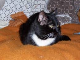 When are we supposed to put down in chicago? An Fiv Diagnosis Is Not A Tragedy Paws And Effect