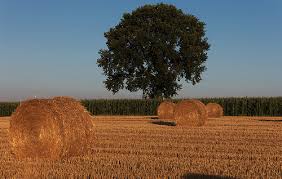 Nevertheless, the list will give you a rough idea. How Much Does A Bale Of Hay Cost Howmuchisit Org