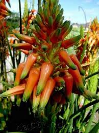 Image result for Aloe cooperi