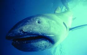 Les pays les plus gros mangeurs de poissons et crustacés. Les 12 Plus Grands Poissons Vivant Sur Terre Fishipedia