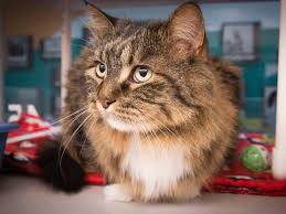 Thank you for your interest in volunteering with central oklahoma humane society! On The Verge Of Cat Astrophe Nebraska Humane Society Offers Free Discounted Kitties Local News Omaha Com