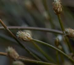Image result for Eleocharis geniculata