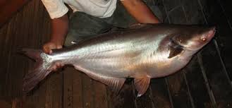 Selalunya memancing dikolam dan lombong mereka akan menggunakan batu ladung kecil supaya umpan tenggelam dengan perlahan ke dasar. Wow Warga Pedalaman Barito Mendadak Panen Ikan Patin Republika Online