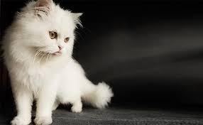 Persian cats' distinctive looks and personality mean you only have too many options to choose from when it comes to their names. Persian Cat Names 150 Unique And Gorgeous Names With Meanings Petmoo