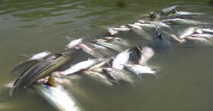 Baik itu ikan laut dangkal, ikan laut dalam dan jenis ikan laut konsumsi. Ribuan Ikan Mati Mendadak Di Sungai Petanang Okezone News