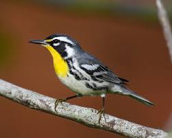 Black And White Spotted Bird Ohio Yellow Throated Warbler Setophaga Dominica Dendroica Dominica Ohio Birds Bird Life List Bird
