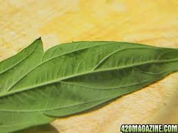 Crickets and grasshoppers are outdoor cannabis pests that can be identified by the sounds they make and their noticeable bite marks on the plant leaves. Cannabis Plant And Pest Problem Solver Pictorial 420 Magazine