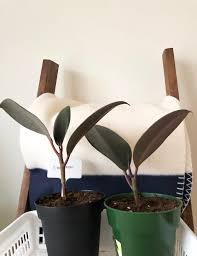 Maybe you would like to learn more about one of these? Can Cinnamon Help Our Plants Planting Bliss Co