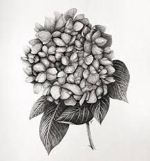 Flowers are nature's gift to mankind, even though their life span is very one needs to improvise on those petals and shapes to make the flowers more realistic, so they look like the original. Realistic Flower Drawings Fine Art America