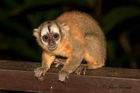 Peruvian Night Monkey Aotus Miconax Baboon Animals Monkey