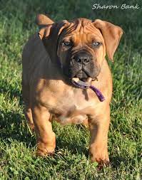 Jaf A Male Boerboel Puppy 9 Weeks Old Bull Mastiff Dogs Boerboel South African Mastiff