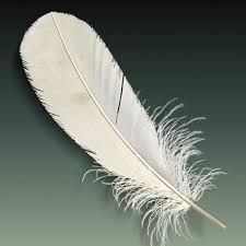 Feather 3d Model Ad Feather Model 3d Model Feather Realistic