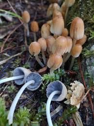 Image result for Coprinus micaceus