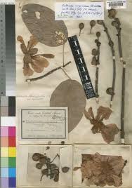 Image result for Caloncoba crepiniana