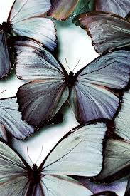 Black And White Spotted Butterfly Meaning Morpho Butterflies Tumblr Blue Morpho Beautiful Butterflies Blue Butterfly