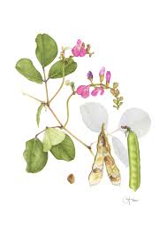 Image result for Canavalia