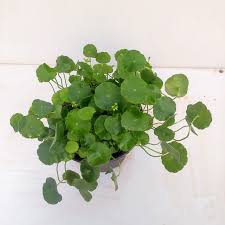 Image result for Hydrocotyle